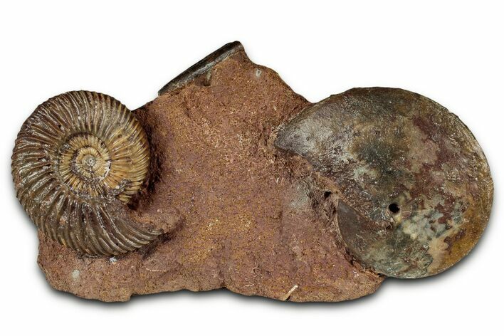 Fossil Ammonite (Parkinsonia & Oxycerites) Association - Germany #334767